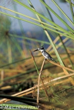 martin-pêcher pie / pied kingfisher