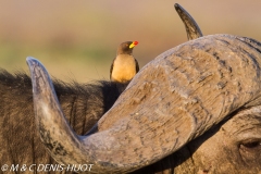 pique-boeuf / oxpecker