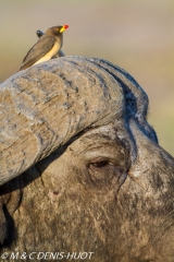 pique-boeuf / oxpecker