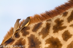 pique-boeuf / oxpecker