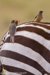 pique-boeuf / oxpecker