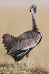 outarde à ventre noir / black-billed bustard