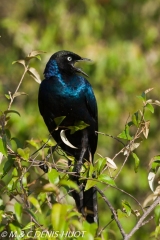 merle métallique / blue-eared starling