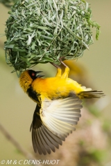 tisserin gendarme / village weaver