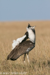 outarde kori / kori bustard