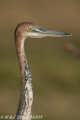 heron goliath