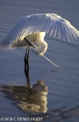 aigrette garzette / little egret