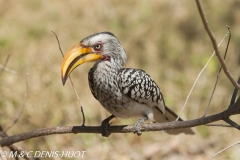 calao / hornbill