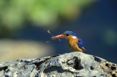 martin-pêcheur / kingfisher