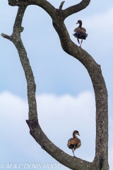 ouette d'Egypte / egyptian goose