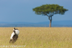 outarde kori / kori bustard