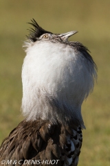 outarde kori / kori bustard