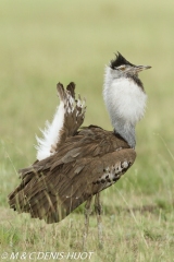 outarde kori / kori bustard