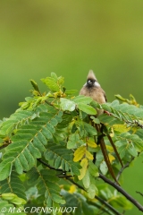 coliou rayé / speckled mousebird