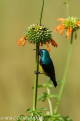 souimanga / sunbird