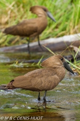 ombrette / hammerkop