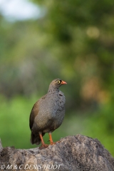 francolin