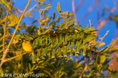 guêpier nain / little bee-eater
