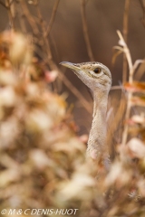 outarde du Sénégal / white-bellied bustard