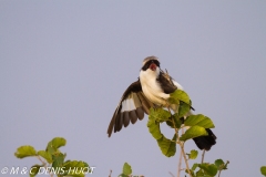 pie-grièche à dos gris / grey-backed Fiscal