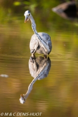 héron cendré / grey heron