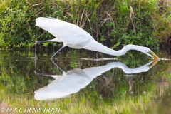 grande aigrette / great egret