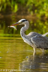 héron cendré / grey heron