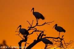 ibis sacré / sacred ibis