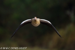 ouette d'Egypte / egyptian goose