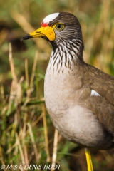 vanneau à caroncule / wattled lapwing