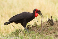 grand calao terrestre / ground hornbill