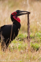 grand calao terrestre / ground hornbill