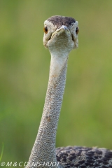 outarde du Sénégal / white-bellied bustard