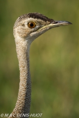 outarde du Sénégal / white-bellied bustard