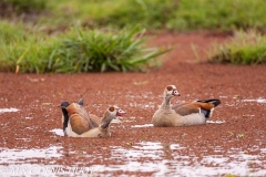 ouette d'Egypte / egyptian goose