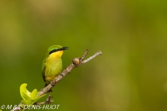 guêpier nain / little bee-eater