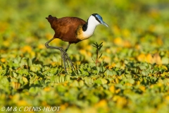 jacana