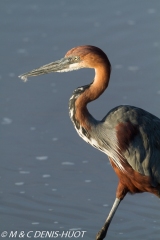 heron goliath