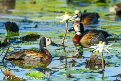 dendrocygne veuf / white-face whisling  duck