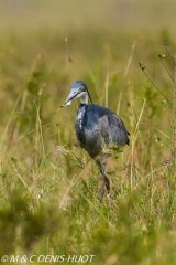 héron à tête noire / black-headed Heron