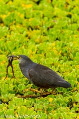 héron crabier / rufous-bellied heron