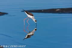 Pied stilt