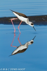 Pied stilt