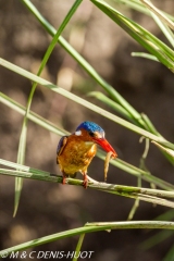 martin-pêcheur / kingfisher