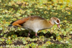 ouette d'Egypte / egyptian goose