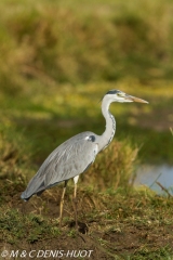 héron cendré / grey heron