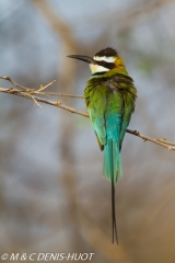 guêpier / bee-eater