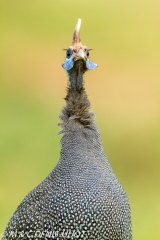 pintade / guineafowl