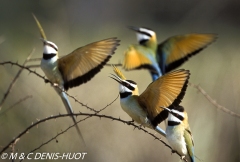 guêpier / bee-eater