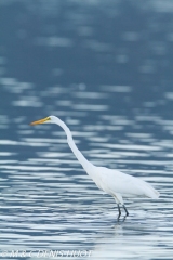 grande aigrette / great egret